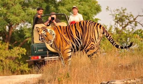 Wildlife Safari In India Top 10 Wildlife Safari Park In India