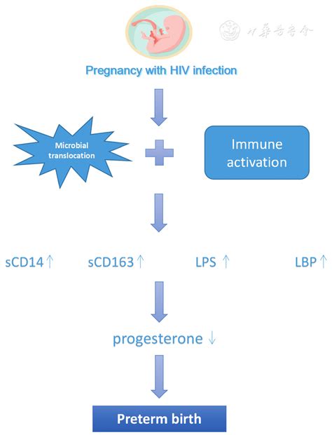 The Gut Microbiome During Pregnancy Maternal Fetal Medicine