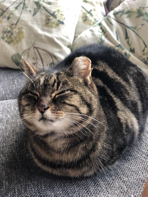 10000 Best Cat Loaf Images On Pholder Catloaf Cute And Aww