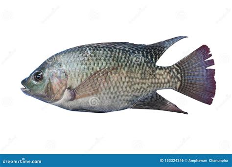 Nile Tilapia Freshwater Fishasia Stock Photo Image Of Healthy Homemade 133324246