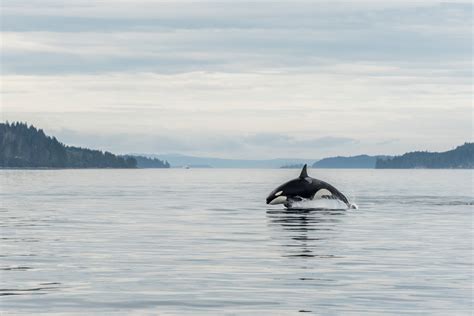 Best Place To See Orcas In The Wild Celebrity Cruises