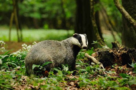 Englands Badger Cull Explained A Photo Story