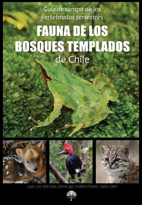 Top 173 Flora Y Fauna De Bosque Templado Anmbmx