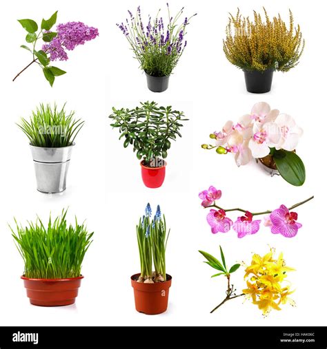 Top 195 Tipos De Flores En Las Plantas Anmbmx