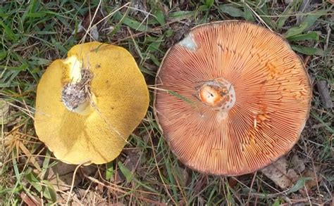 Identification Australian Mushrooms Edible Photos