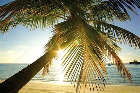 Tropical Beach At Sunset Stock Image C0083768 Science Photo Library