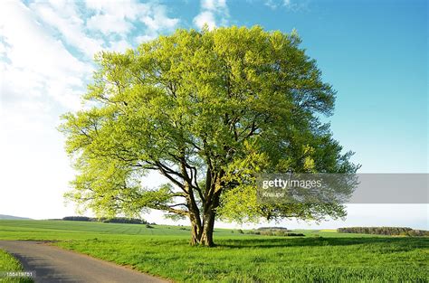 Old Beech Tree With New Leaves During Spring In Fields High Res Stock