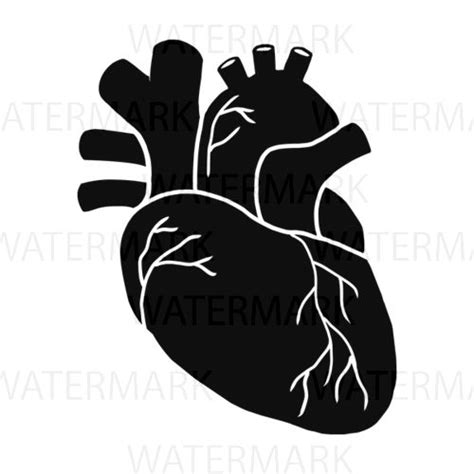 Black Real Silhouette Human Heart Stock
