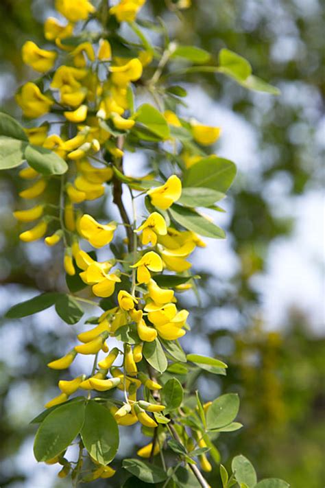 Check spelling or type a new query. 01.05.2019 - Botanischer Garten Osnabrück