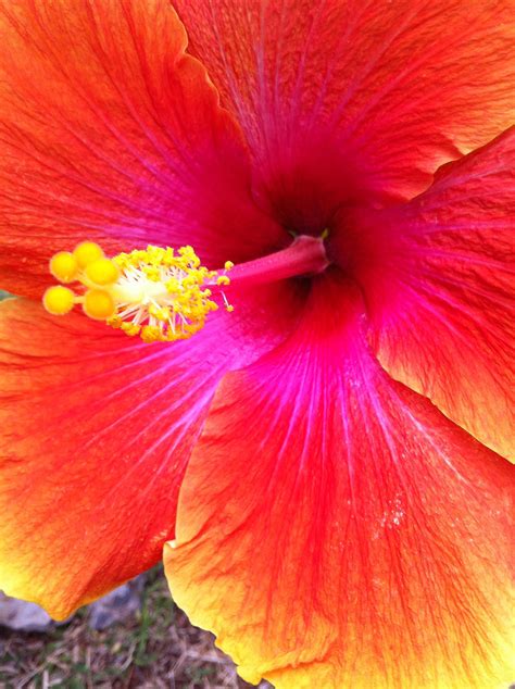 Flowers Of Hawaii
