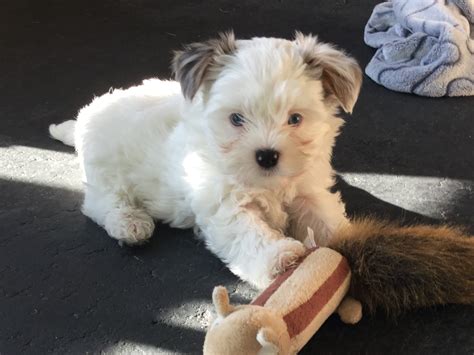 My Puppy A Blue Eyed Morkie Malteseyorkie Mix Adorable