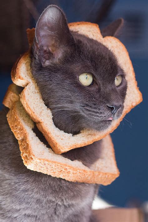 Cat Breading Sandwich Photograph By Kittysolo Photography