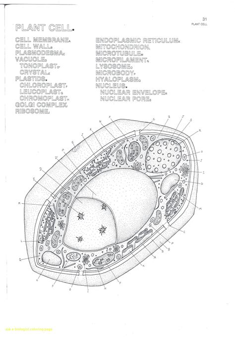 Free animal cell page with instructions for coded coloring. Cell Membrane Coloring Worksheet Awesome Cell organelle ...