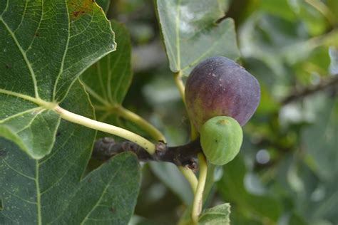 Fig Tree Black Fruit Ficus Carica