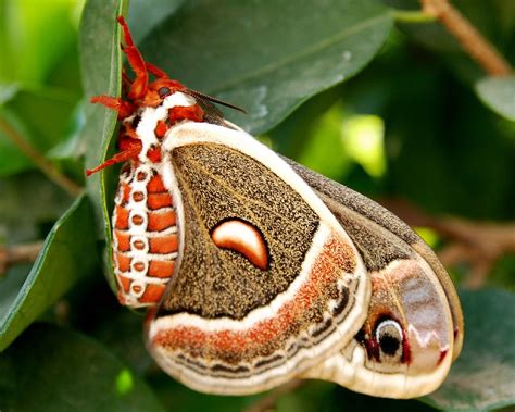 Giant Silk Moth Hyalophora Cecropia A Photo On Flickriver