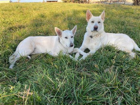 Akc White German Shepherd Puppies For Sale Westminster Puppies For