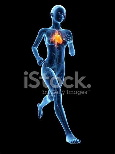 Female Heart Stock Photo Royalty Free Freeimages