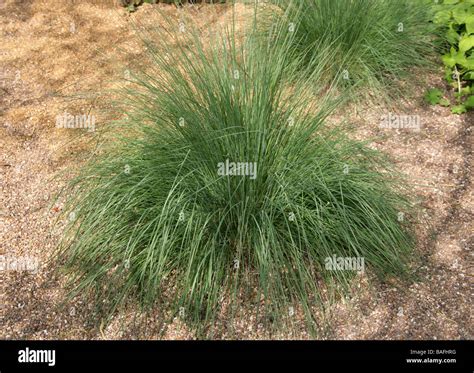 Large Or Common Tussock Grass Poa Labillardieri Poaceae Australia