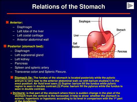 Cardia Of Stomach Anatomy