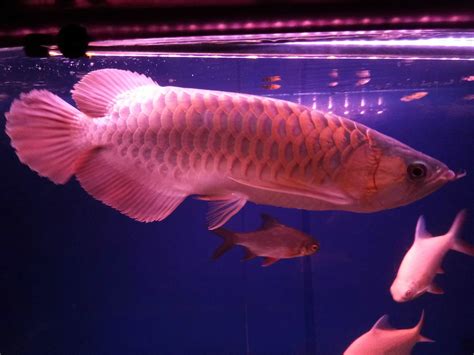 Unduh 610 Sketsa Gambar Ikan Arwana Terpopuler - Jual Arwana Super Red