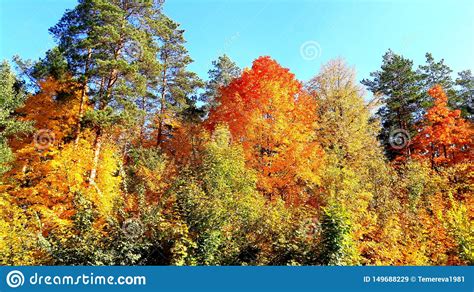 Trees In The Fall With Yellow Red And Green Leaves Stock Image