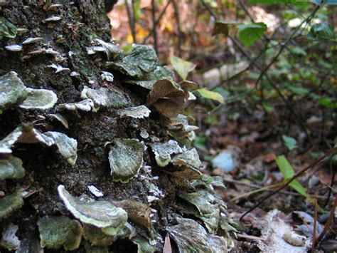 Green fungus is a gatherable resource. Green Fungus - Mushroom Hunting and Identification ...