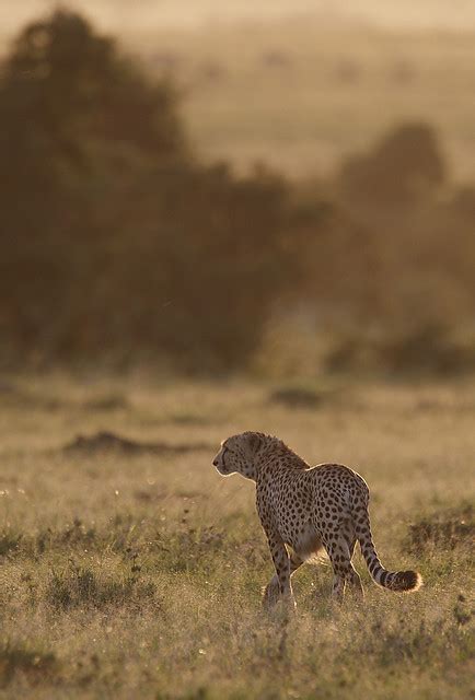 Bigcatkingdom Cheetah At Sunset By Lyndon Chachachacheetah