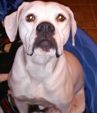 American bulldog puppies, big head thick american bulldogs, large athletic and healthy abs, dog training located in maryland. FaulknRich Bulldogs, American Bulldog Breeder in ...