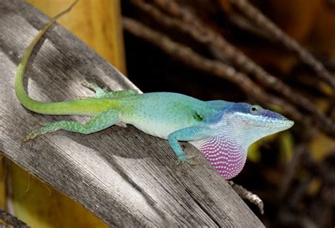 Does Global Climate Change Threaten Tropical Lizards Anole Annals