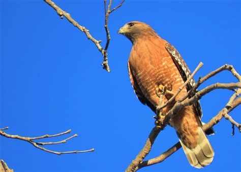 Red Shouldered Hawk Shipley Nature Center Dave Telford Flickr
