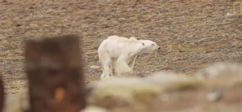 Photographers Heartbreaking Video Of Starving Polar Bear Goes Viral