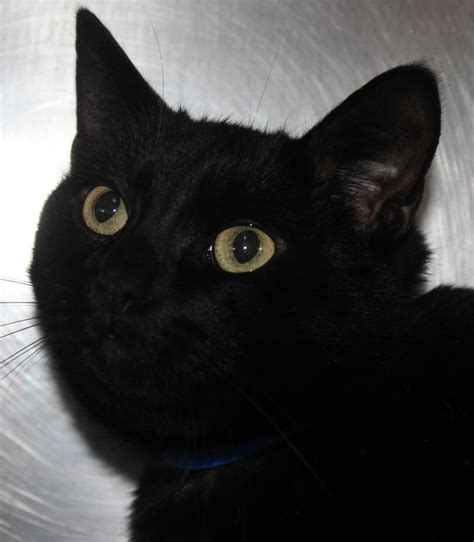 Adopt CLAWD on | Cats, kittens, Animals, Animal shelter