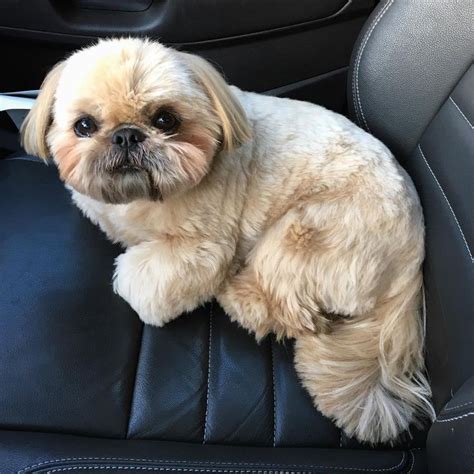 146k Likes 70 Comments Dougie The Shih Tzu Dailydougie On