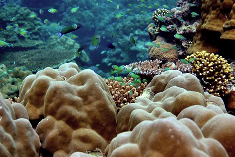 Reef Arabia Plants 3d Printed Coral Reefs To Restore Persian Gulf