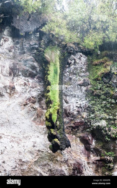 Moss Covered Tree Root Dangling In Pit Cave Musgrave Inlet Auckland