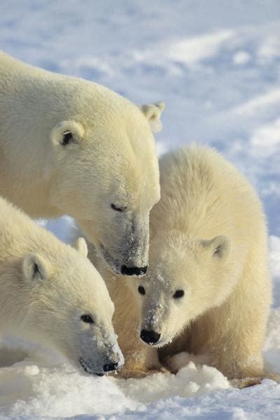 Ancestry Of Polar Bears Traced To Ireland E Science News