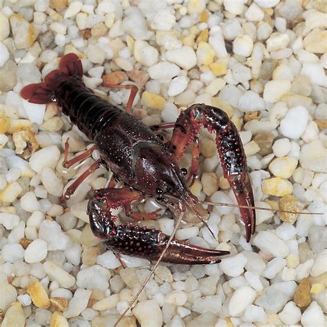 Discovering The Colorful World Of Springtime Crayfish Adopt And Shop