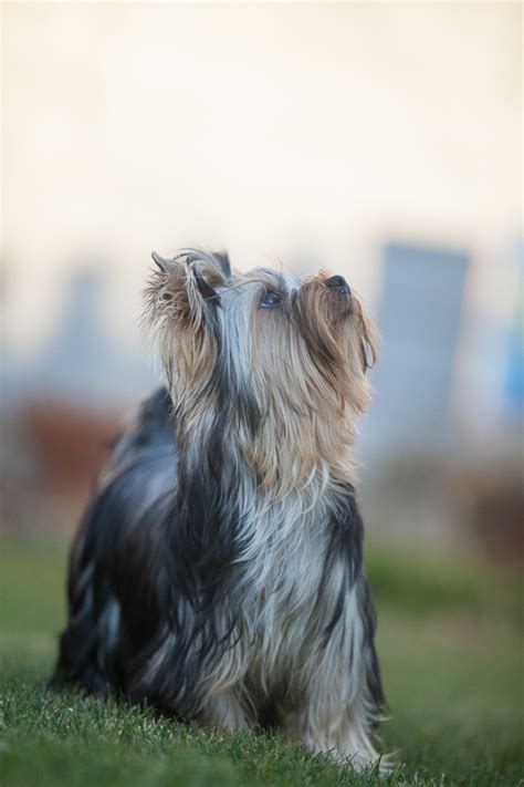 6 best dog shampoos for yorkshire terriers (yorkies) in 2021 read more » Best Dog Food For Yorkies - GorjessPets