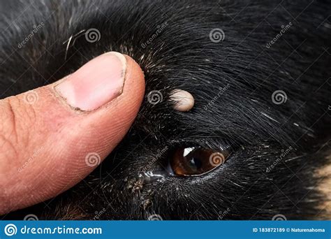 Tick On The Dog`s Head Near The Eye Stock Photo