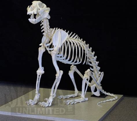 Image : Skeleton Articulation: Custom Skeletal Articulation and