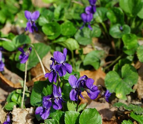 Violette Bienfaits Et Vertus Pour La Santé Plantes Aromatiques Et Médicinales Jardiner