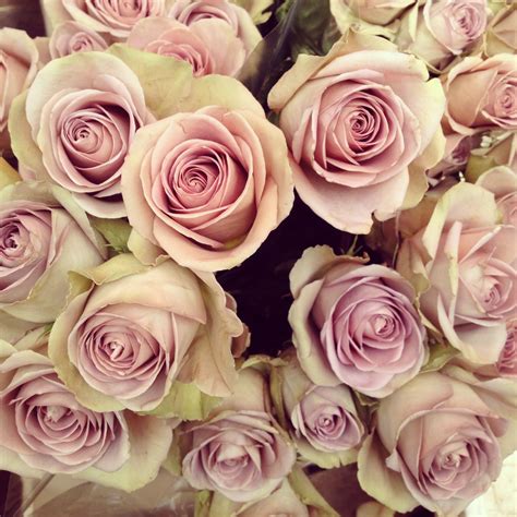 Favourite Dusky Pink Roses From Colombia Flower Market Ceremony Flowers