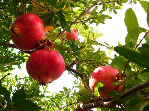 Permaculture research institute notes, one of the biggest benefits of the moringa tree is that it can be grown in extremely arid regions where rainfall is in limited supply. Kuweight 64: POMEGRANATE THE AMAZING FRUIT - INTERESTING ...