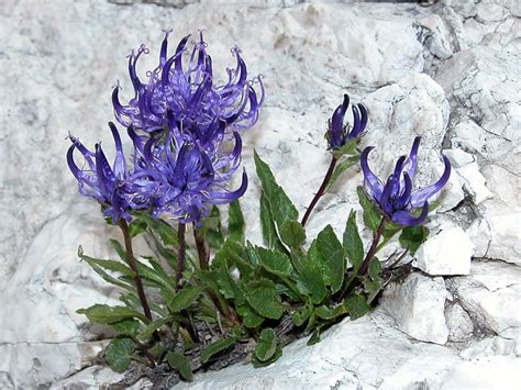 Esiste un piccolo gruppo, quello delle rose rugose, decisamente di nicchia. raponzolo delle rocce" l raponzolo di roccia (nome ...