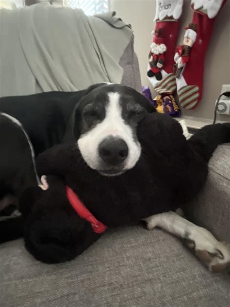 Slygo Loves Stuffed Animals Rcoonhounds