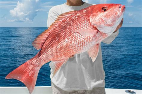 Red Snapper Suppliers Buy Whole Red Snapper Red Snapper Size Red