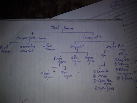Draw The Flow Chart Of Plant Tissue