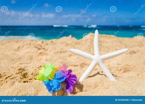 Starfish On The Sandy Beach Stock Photo Image Of Marine Tropic 56384968