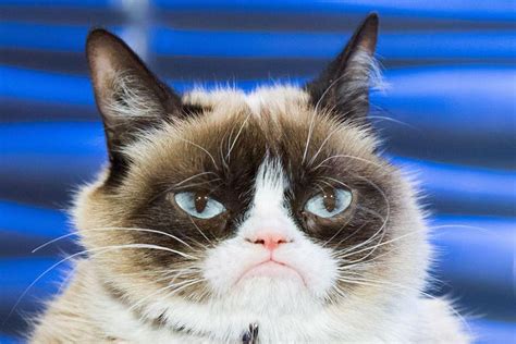 Internetfenomeen Grumpy Cat Is Schielijk Komen Te Overlijden De Standaard