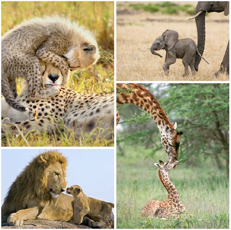 Safari Baby Animals Photo Set Color Baby Animal Prints By Suzi